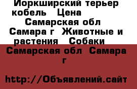 Йоркширский терьер кобель › Цена ­ 20 000 - Самарская обл., Самара г. Животные и растения » Собаки   . Самарская обл.,Самара г.